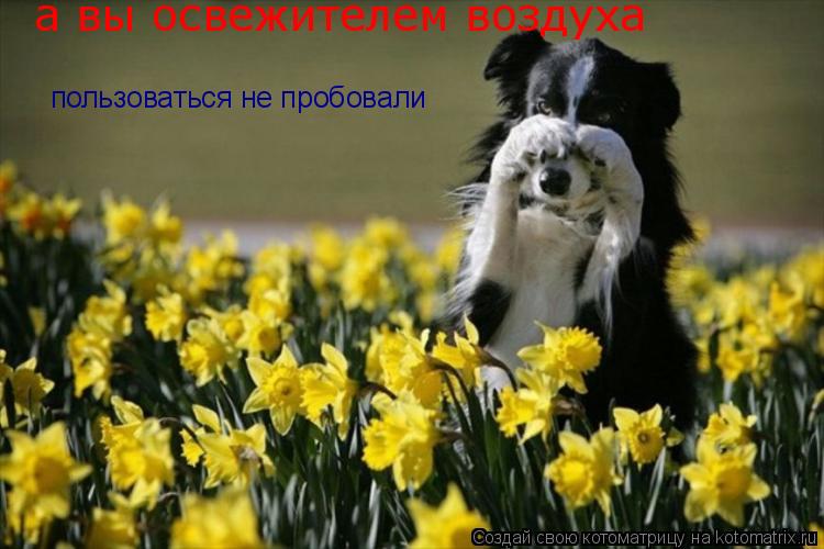 Котоматрица: а вы освежителем воздуха пользоваться не пробовали
