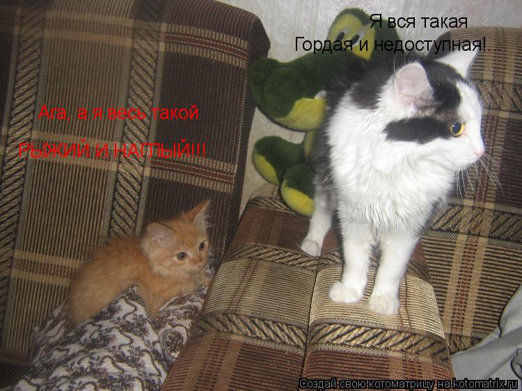 Я вся такая Гордая и недоступная!... Ага, а я весь такой РЫЖИЙ И НАГЛЫЙ!!!... Котоматрица: Я вся такая Гордая и недоступная!... Ага, а я весь такой РЫЖИЙ И НАГЛЫЙ!!!