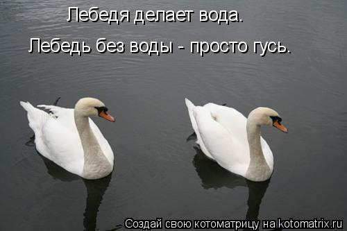 Котоматрица: Лебедя делает вода. Лебедь без воды - просто гусь.