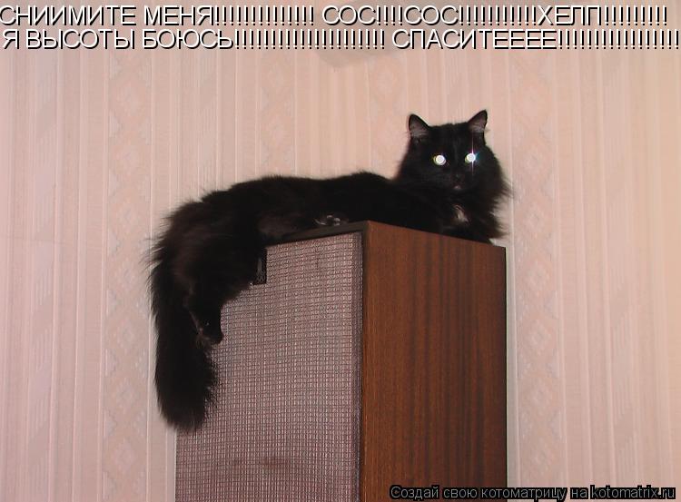 Котоматрица: СНИИМИТЕ МЕНЯ!!!!!!!!!!!!!! СОС!!!!СОС!!!!!!!!!!!ХЕЛП!!!!!!!!! Я ВЫСОТЫ БОЮСЬ!!!!!!!!!!!!!!!!!!!!! СПАСИТЕЕЕЕ!!!!!!!!!!!!!!!!!!!!!!!!