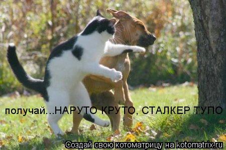 получай...НАРУТО КРУТО, СТАЛКЕР ТУПО... Котоматрица: получай...НАРУТО КРУТО, СТАЛКЕР ТУПО