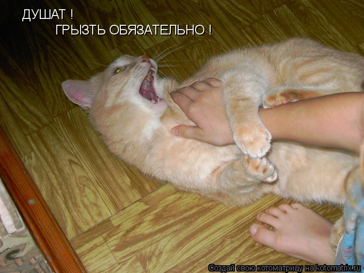 ДУШАТ ! ГРЫЗТЬ ОБЯЗАТЕЛЬНО !... Котоматрица: ДУШАТ ! ГРЫЗТЬ ОБЯЗАТЕЛЬНО !