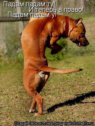 Падам падам ту! И теперь в право! Падам падам у!... Котоматрица: Падам падам ту! И теперь в право! Падам падам у!