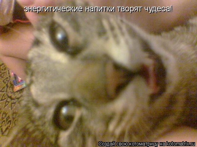 Котоматрица: энергитические напитки творят чудеса!