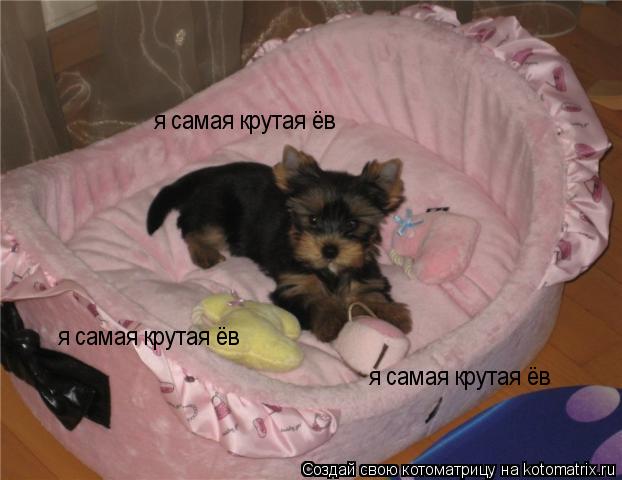 я самая крутая ёв я самая крутая ёв я самая крутая ёв... Котоматрица: я самая крутая ёв я самая крутая ёв я самая крутая ёв