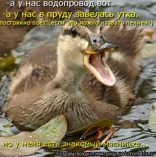 Котоматрица: -а у нас водопровод.вот. -а у нас в пруду завелась утка.  постоянно поёт!(если Это можно назвать пением!) но у меня есть знакомый мясницка...