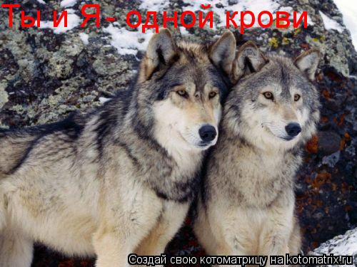 Ты и Я - одной крови... Котоматрица: Ты и Я - одной крови