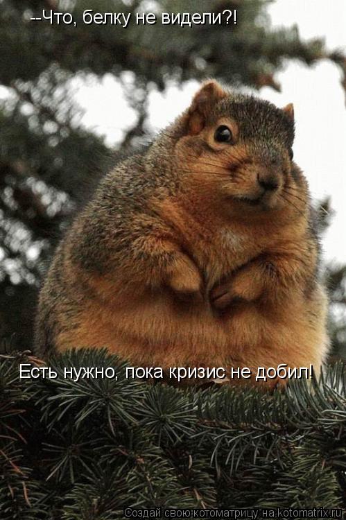 --Что, белку не видели?! Есть нужно, пока кризис не добил!... Котоматрица: --Что, белку не видели?! Есть нужно, пока кризис не добил!