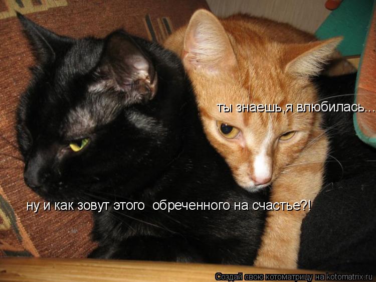 Котоматрица: ты знаешь,я влюбилась...! ну и как зовут этого  обреченного на счастье?!