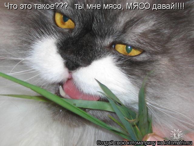 Котоматрица: Что это такое???   ты мне мясо, МЯСО давай!!!!