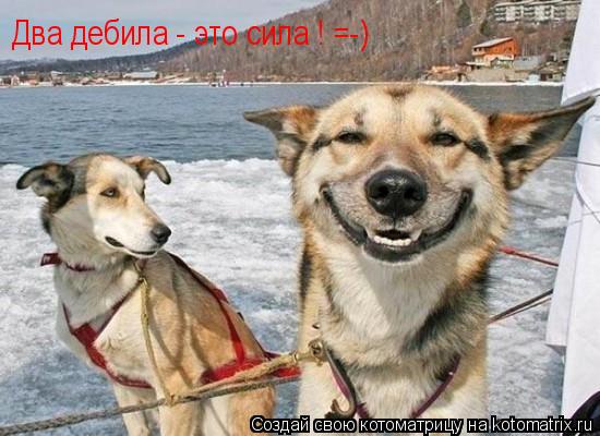 Котоматрица: Два дебила - это сила ! =-)