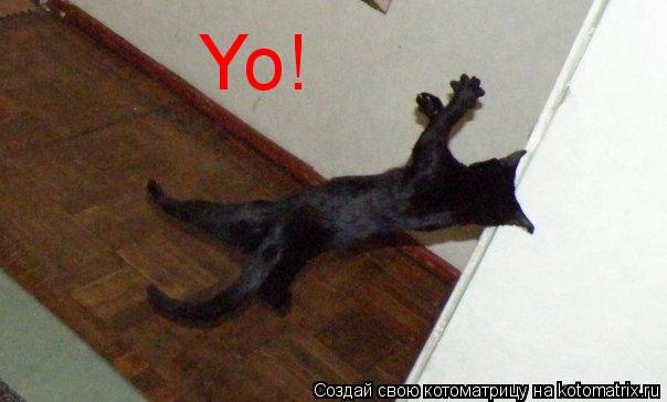 Yo!... Котоматрица: Yo!