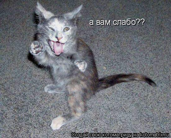 а вам слабо??... Котоматрица: а вам слабо??