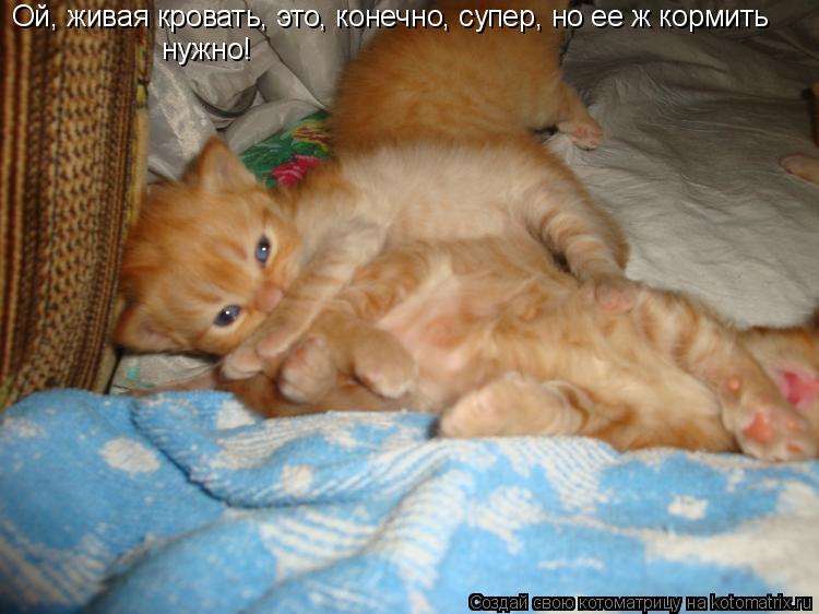 Котоматрица: Ой, живая кровать, это, конечно, супер, но ее ж кормить нужно!