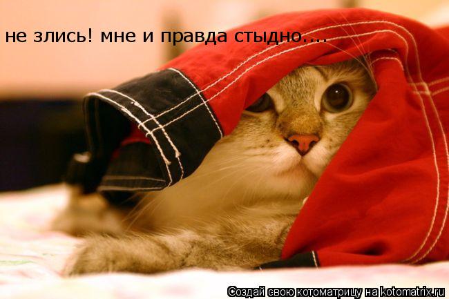 не злись! мне и правда стыдно....... Котоматрица: не злись! мне и правда стыдно....