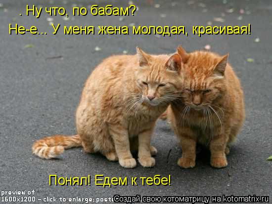 — Ну что, по бабам? Не-е... У меня жена молодая, красивая! Понял! Едем к тебе!... Котоматрица: — Ну что, по бабам? Не-е... У меня жена молодая, красивая! Понял! Едем к тебе!