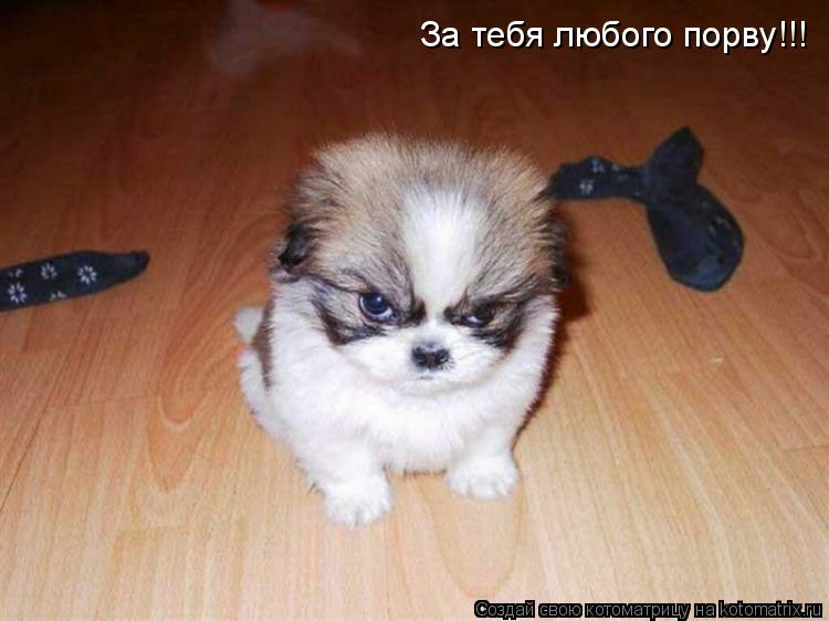 За тебя любого порву!!!... Котоматрица: За тебя любого порву!!!