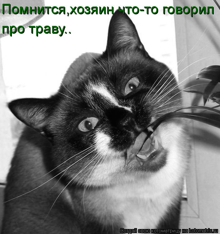 Помнится,хозяин что-то говорил про траву..... Котоматрица: Помнится,хозяин что-то говорил про траву..