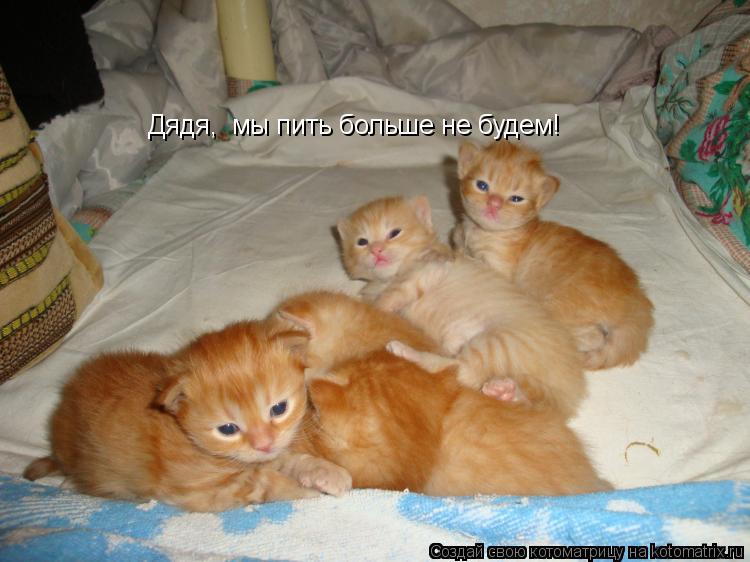 Котоматрица: Дядя,  мы пить больше не будем!
