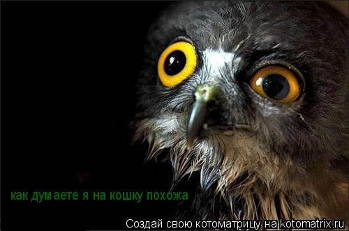 Котоматрица: как думаете я на кошку похожа