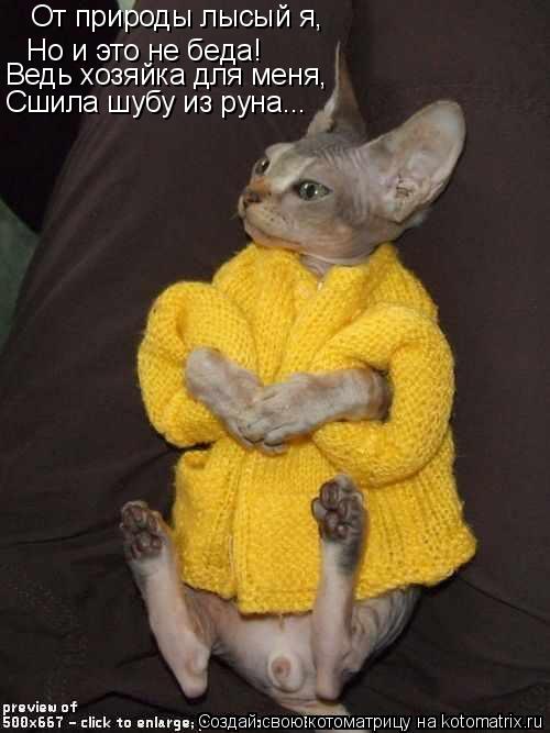 От природы лысый я, Но и это не беда! Ведь хозяйка для меня, Сшила шубу из руна...... Котоматрица: От природы лысый я, Но и это не беда! Ведь хозяйка для меня, Сшила шубу из руна...