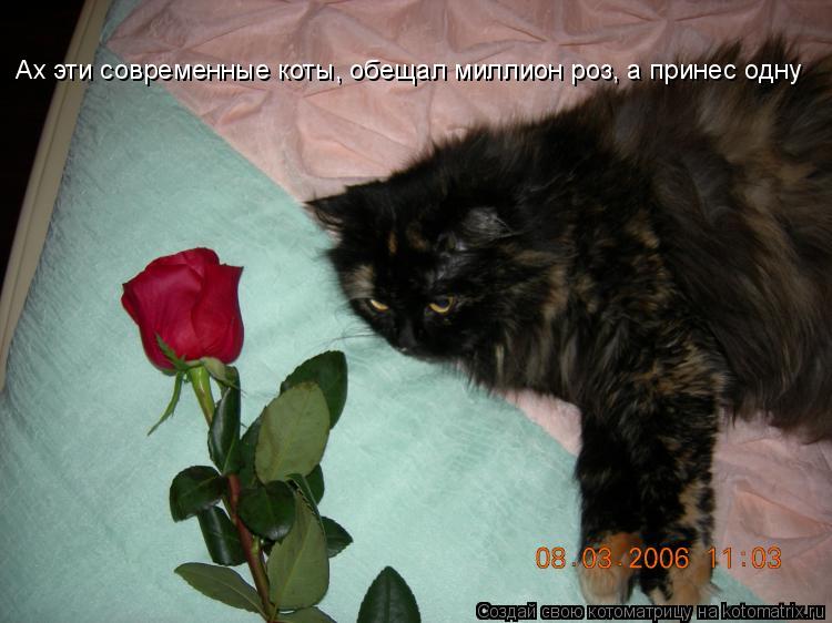Ах эти современные коты, обещал миллион роз, а принес одну... Котоматрица: Ах эти современные коты, обещал миллион роз, а принес одну