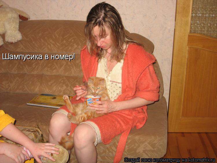 Котоматрица: Шампусика в номер!