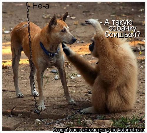 - А такую собачку боишься? - Не-а.... Котоматрица: - А такую собачку боишься? - Не-а.