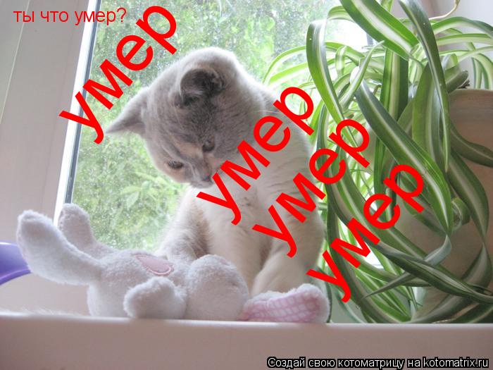 ты что умер? умер умер умер умер... Котоматрица: ты что умер? умер умер умер умер