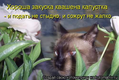 Котоматрица: Хороша закуска квашена капустка - и подать не стыдно, и сожрут не жалко...