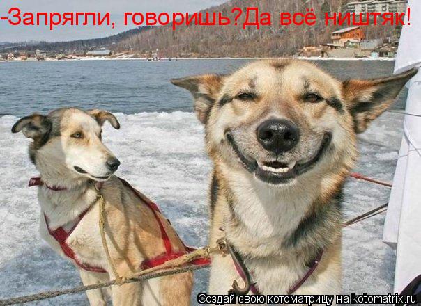 -Запрягли, говоришь?Да всё ништяк!... Котоматрица: -Запрягли, говоришь?Да всё ништяк!