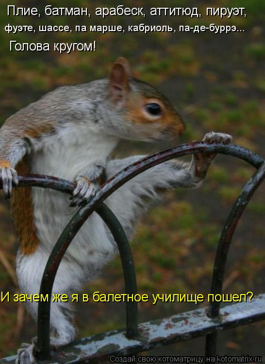 Котоматрица: Плие, батман, арабеск, аттитюд, пируэт, фуэте, шассе, па марше, кабриоль, па-де-буррэ... Голова кругом!  И зачем же я в балетное училище пошел?