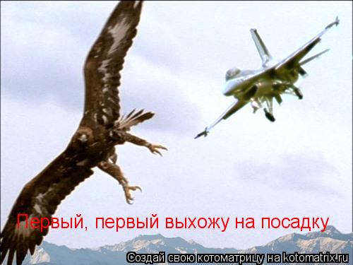 Первый, первый выхожу на посадку... Котоматрица: Первый, первый выхожу на посадку