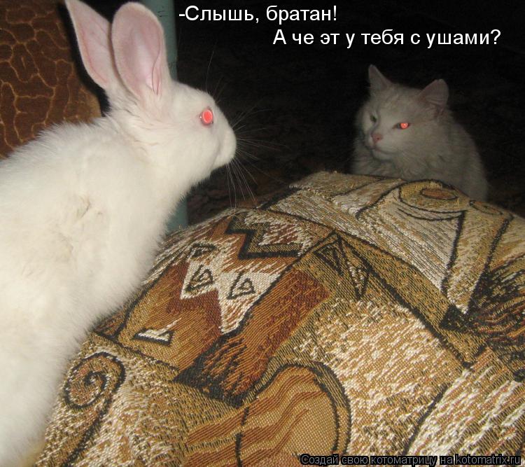 -Слышь, братан! А че эт у тебя с ушами?... Котоматрица: -Слышь, братан! А че эт у тебя с ушами?