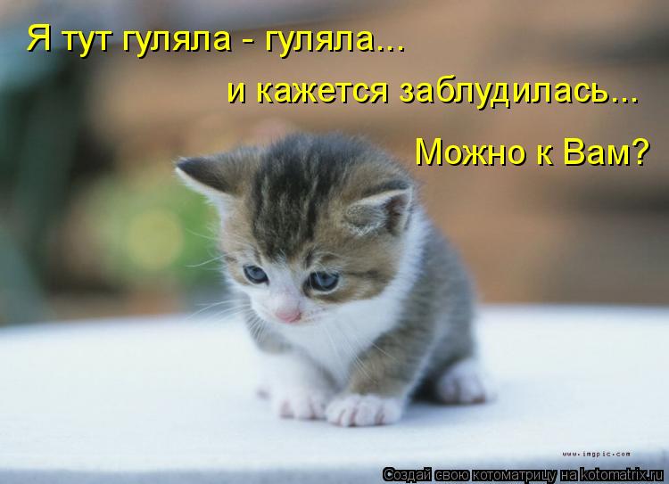 Котоматрица: Я тут гуляла - гуляла... и кажется заблудилась... Можно к Вам?