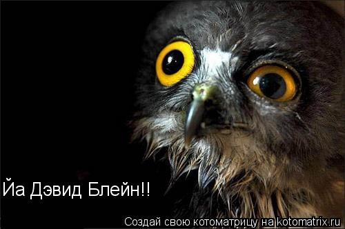 Йа Дэвид Блейн!!... Котоматрица: Йа Дэвид Блейн!!