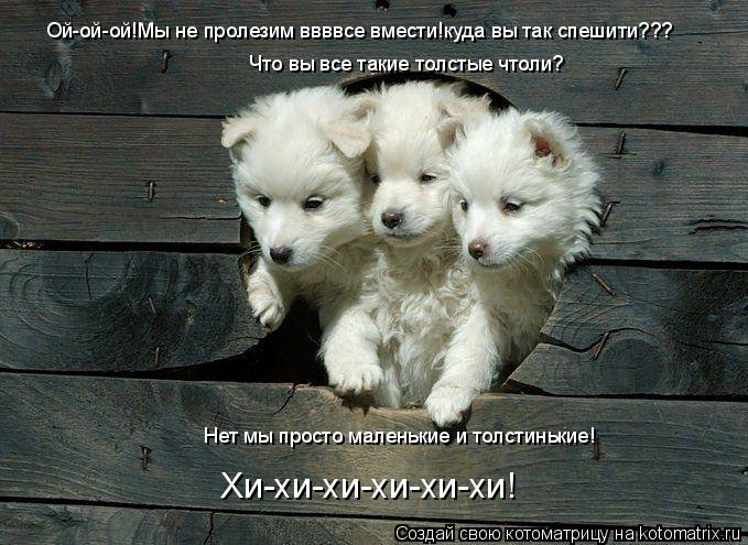 Ой-ой-ой!Мы не пролезим ввввсе вмести!куда вы так спешити??? Что вы все такие толстые чтоли? Нет мы п... Котоматрица: Ой-ой-ой!Мы не пролезим ввввсе вмести!куда вы так спешити??? Что вы все такие толстые чтоли? Нет мы просто маленькие и толстинькие! Хи-хи-хи-хи