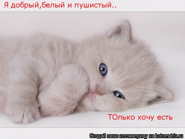 Я добрый,белый и пушистый.. ТОлько хочу есть... Котоматрица: Я добрый,белый и пушистый.. ТОлько хочу есть