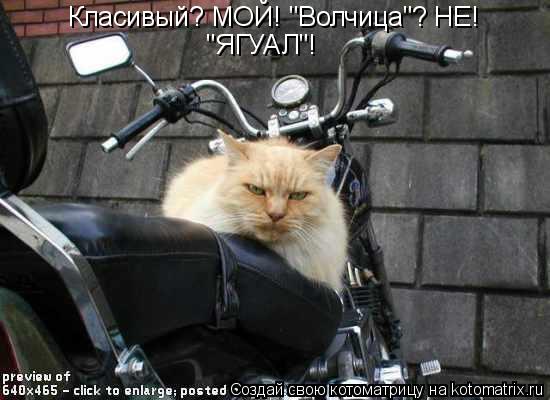 Класивый? МОЙ! "Волчица"? НЕ! "ЯГУАЛ"!... Котоматрица: Класивый? МОЙ! "Волчица"? НЕ! "ЯГУАЛ"!