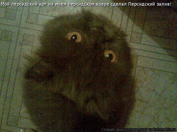 Мой персидский кот на моём персидском ковре сделал Персидский залив!... Котоматрица: Мой персидский кот на моём персидском ковре сделал Персидский залив!
