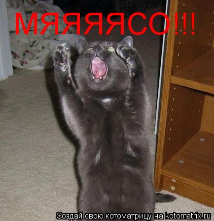 МЯЯЯЯСО!!!... Котоматрица: МЯЯЯЯСО!!!