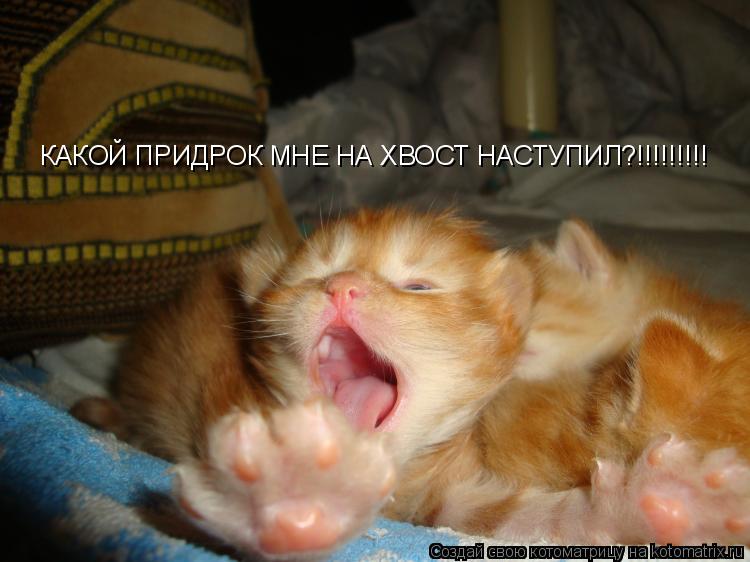 КАКОЙ ПРИДРОК МНЕ НА ХВОСТ НАСТУПИЛ?!!!!!!!!!... Котоматрица: КАКОЙ ПРИДРОК МНЕ НА ХВОСТ НАСТУПИЛ?!!!!!!!!!
