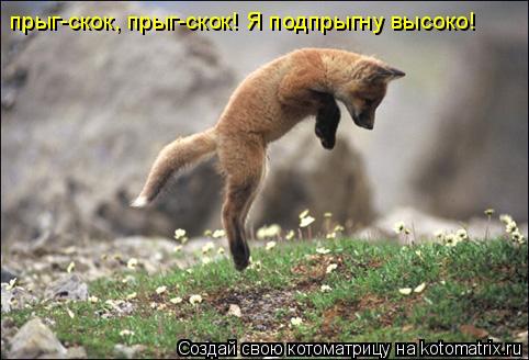 прыг-скок, прыг-скок! Я подпрыгну высоко!... Котоматрица: прыг-скок, прыг-скок! Я подпрыгну высоко!