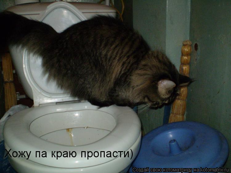 Хожу па краю пропасти)... Котоматрица: Хожу па краю пропасти)