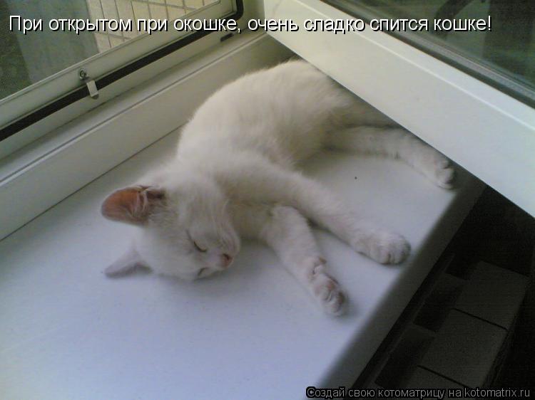 При открытом при окошке, очень сладко спится кошке!... Котоматрица: При открытом при окошке, очень сладко спится кошке!