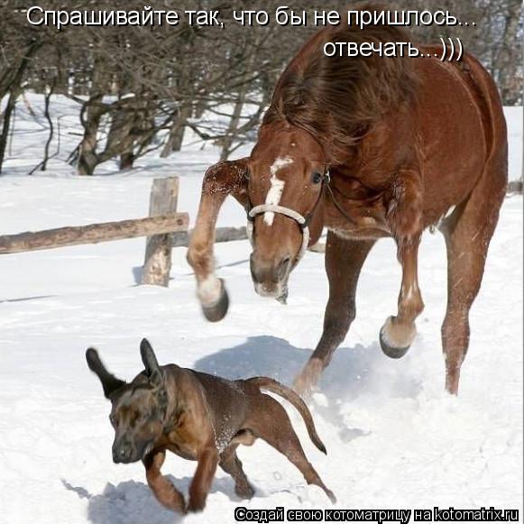 Спрашивайте так, что бы не пришлось... отвечать...)))... Котоматрица: Спрашивайте так, что бы не пришлось... отвечать...)))