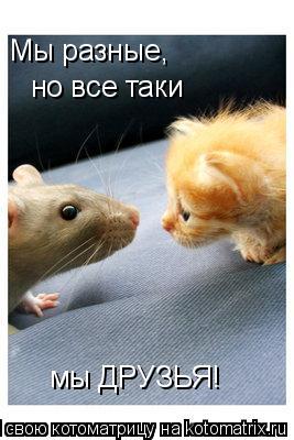 Мы разные, но все таки мы ДРУЗЬЯ! мы ДРУЗЬЯ!... Котоматрица: Мы разные, но все таки мы ДРУЗЬЯ! мы ДРУЗЬЯ!