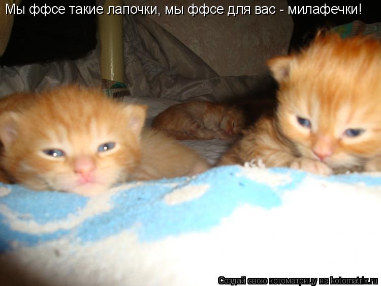 Мы ффсе такие лапочки, мы ффсе для вас - милафечки!... Котоматрица: Мы ффсе такие лапочки, мы ффсе для вас - милафечки!
