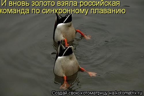 И вновь золото взяла российская команда по синхронному плаванию... Котоматрица: И вновь золото взяла российская команда по синхронному плаванию
