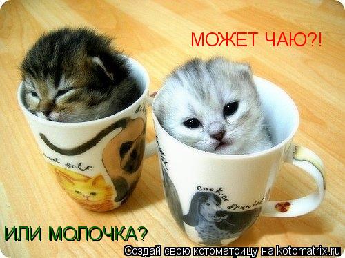 МОЖЕТ ЧАЮ?! ИЛИ МОЛОЧКА?... Котоматрица: МОЖЕТ ЧАЮ?! ИЛИ МОЛОЧКА?